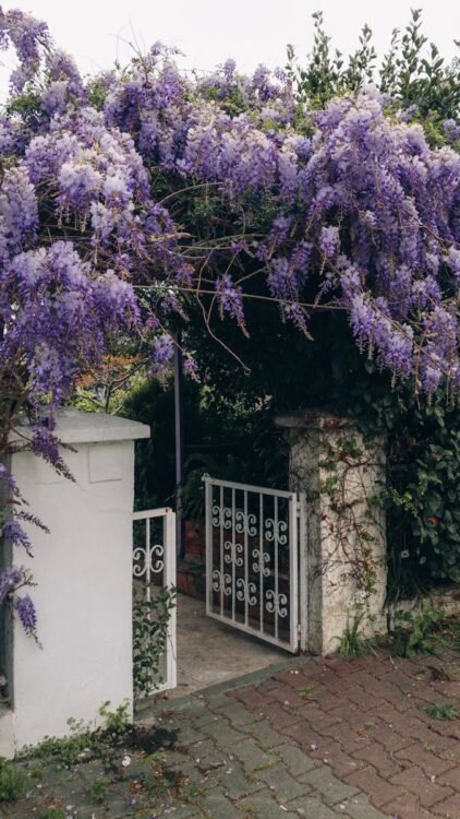 A picturesque garden gate framed by vibrant blooming wisteria, inviting charm and elegance.