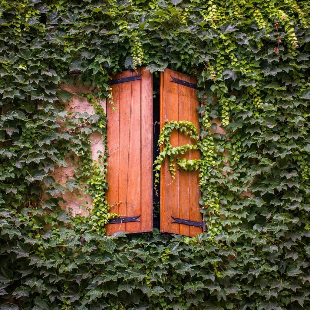 A partially open wood shutter surrounded by ivy.
