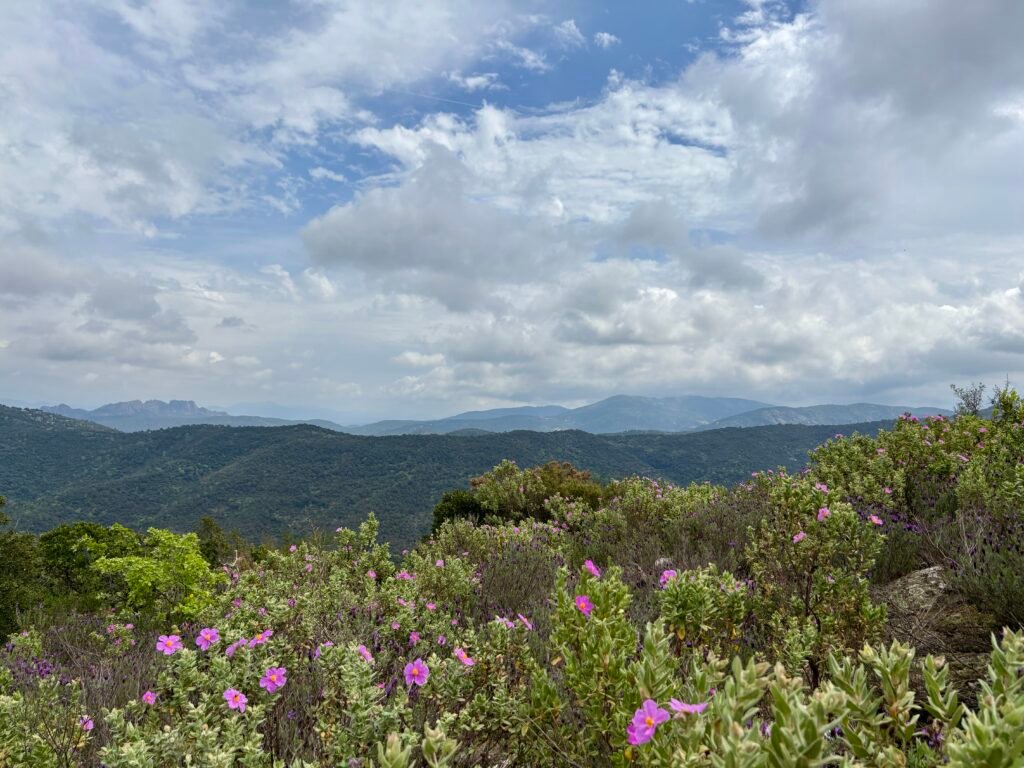 View from the top of a French hike, with flowers in the foreground and mountains in the distance.