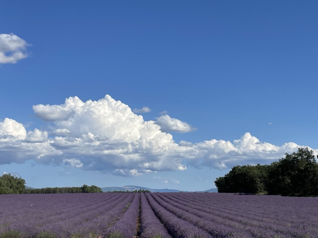 Lavender fieels stretching toward the horizon with mountains and trees