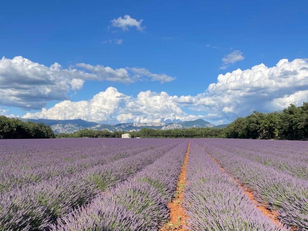 Lavender field with mountains in the distance