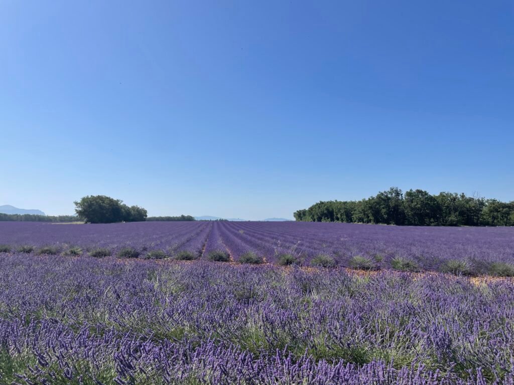 Lavender fields at Valensole plateau