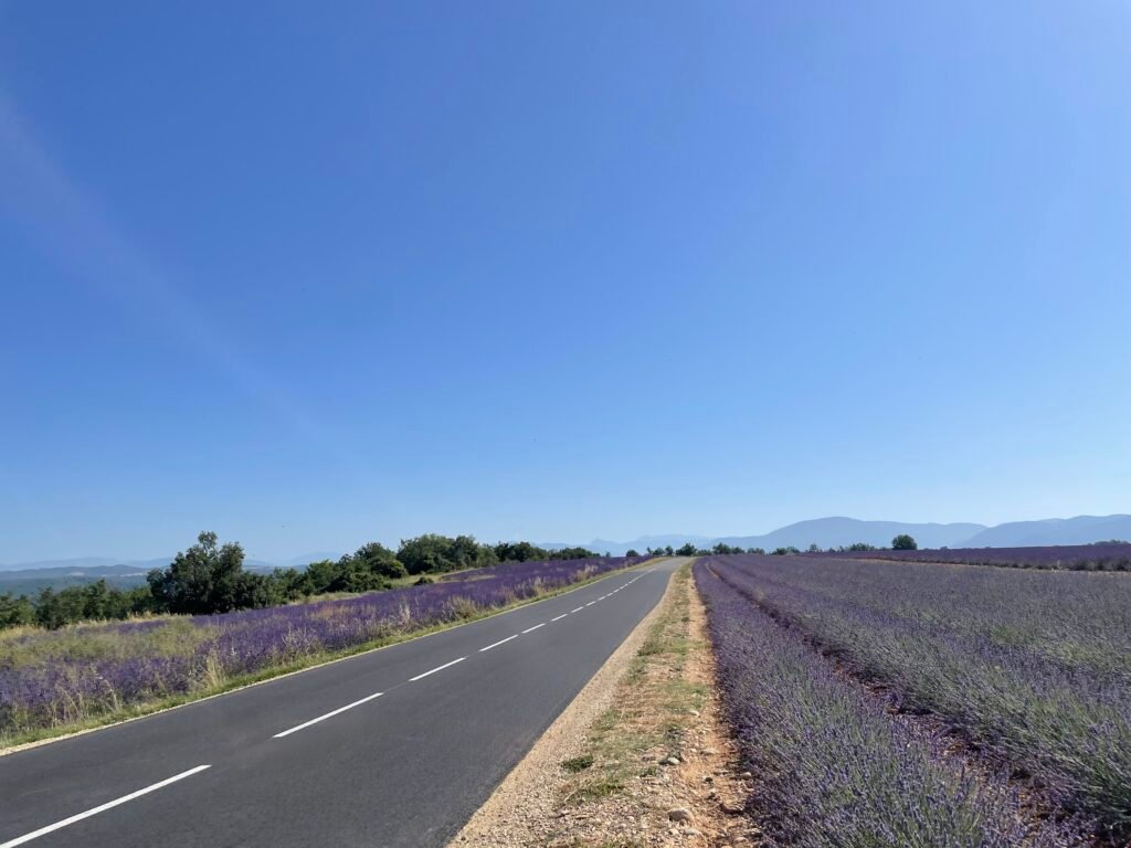Lavender route with lavender fields on each side