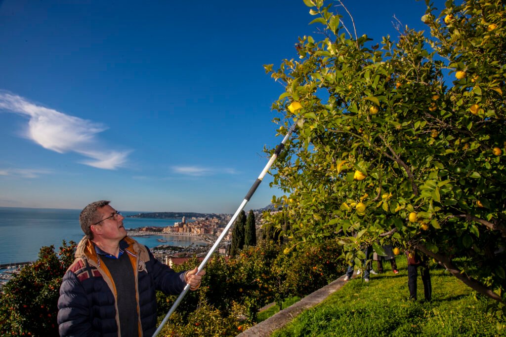 Man picking lemons in Menton, France