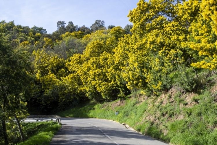 Mimosa trees along a road