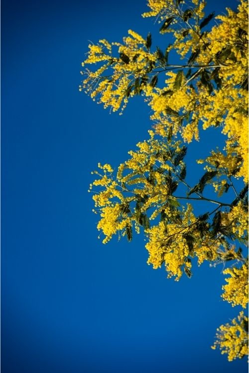 Mimosa blooms