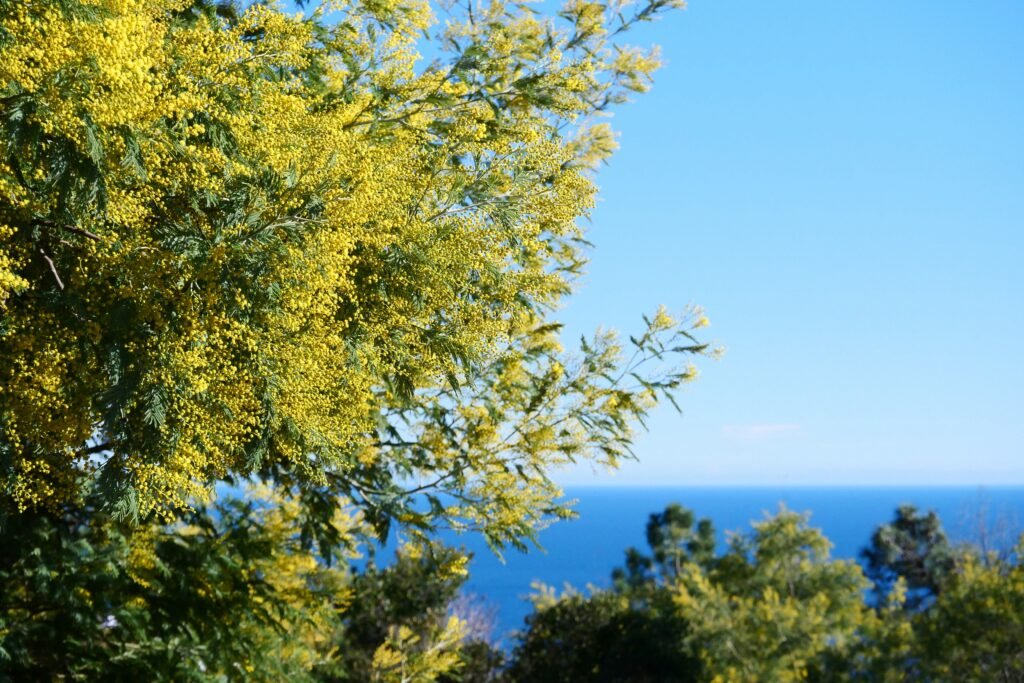 Mimosa tree with the sea in the background