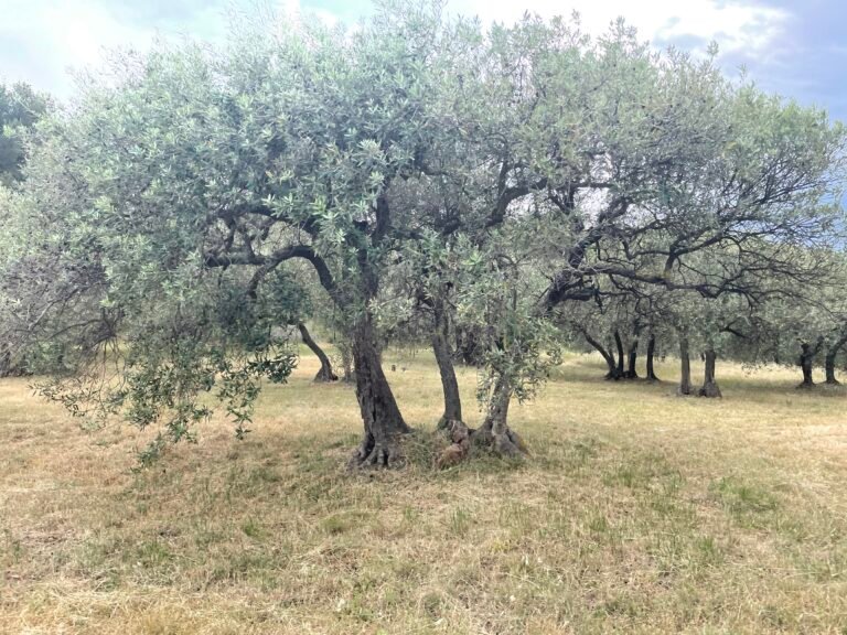 An olive grove in Provence
