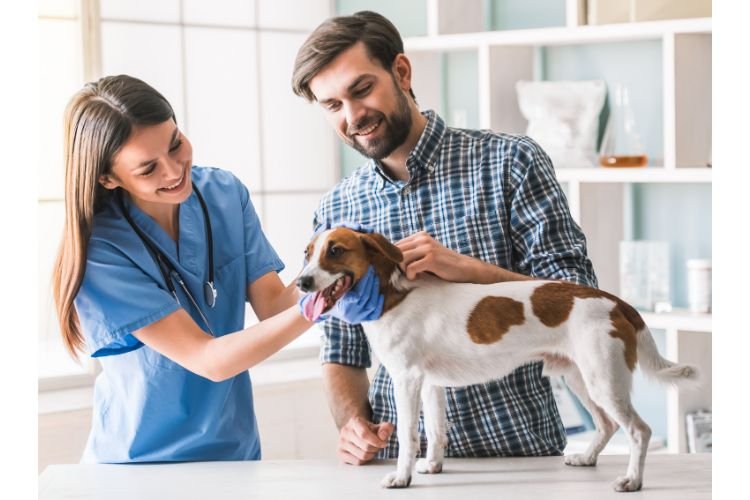 A dog getting examined by a vet