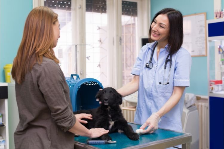 French vet vocabulary for pet owners in France